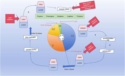 Cell cycle checkpoint revolution: targeted therapies in the fight against malignant tumors